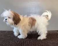 Peyton, a female Shih Tzu for sale in Bonaparte, IA – Photo 5 of 8