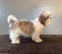 Peyton, a female Shih Tzu for sale in Bonaparte, IA – Photo 3 of 8