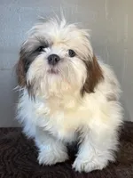 Peyton, a female Shih Tzu for sale in Bonaparte, IA – Photo 6 of 8