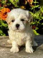 Penny, a female Maltipoo for sale in Bonaparte, IA – 8 of 10