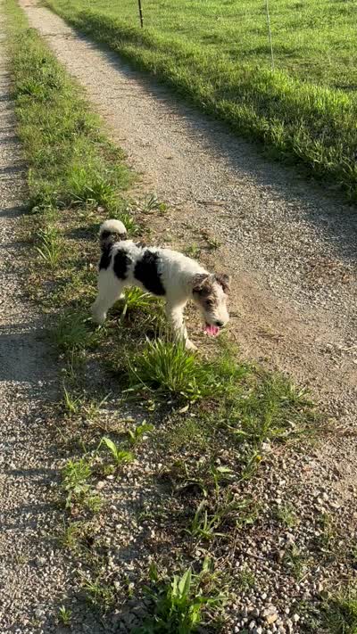 Alice, a female Wire Fox Terrier for sale in Bonaparte, IA – 10 of 10