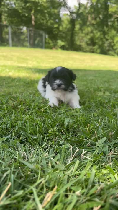 Heidi, a male Shichon for sale in Bonaparte, IA – 9 of 10
