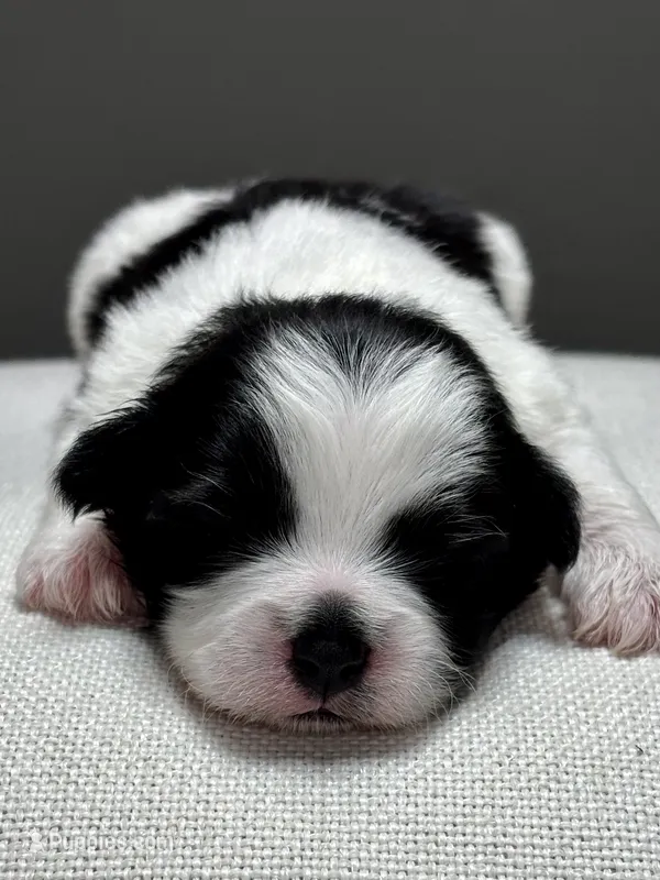 Herb – Shichon puppy on hold in Bonaparte, IA