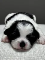 Herb, a male Shichon for sale in Bonaparte, IA – 1 of 7