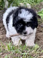 Elroy, a male Shihpoo for sale in Bonaparte, IA – 5 of 10