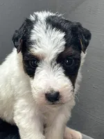 Quenby, a female Wire Fox Terrier for sale in Bonaparte, IA – 7 of 10