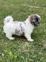 Enga, a female Shihpoo for sale in Bonaparte, IA – 5 of 10