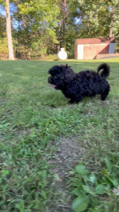 Ken, a male Shihpoo for sale in Bonaparte, IA – 8 of 10