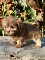 Nancy, a female Shih Tzu for sale in Bonaparte, IA – 3 of 10