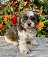 orval, a male Shihpoo for sale in Bonaparte, IA – 5 of 10