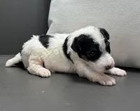 Apollo, a male Wire Fox Terrier for sale in Bonaparte, IA – Photo 3 of 6