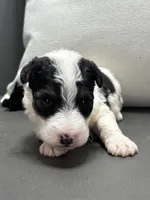 Apollo, a male Wire Fox Terrier for sale in Bonaparte, IA – Photo 2 of 6