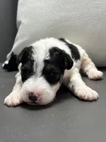 Apollo, a male Wire Fox Terrier for sale in Bonaparte, IA – Photo 4 of 6