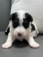 Apollo, a male Wire Fox Terrier for sale in Bonaparte, IA – Photo 6 of 6