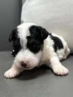 Apollo, a male Wire Fox Terrier for sale in Bonaparte, IA – Photo 1 of 6