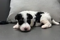 Apollo, a male Wire Fox Terrier for sale in Bonaparte, IA – Photo 5 of 6