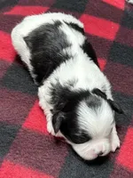 Hanna, a male Shichon for sale in Bonaparte, IA – 4 of 7