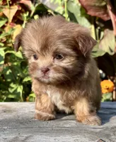 Nancy, a female Shih Tzu for sale in Bonaparte, IA – 9 of 10