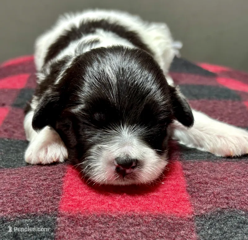 Hilda – Shichon puppy for sale in Bonaparte, IA
