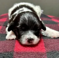 Hilda, a male Shichon for sale in Bonaparte, IA – 1 of 7