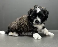 Fonzie, a male Shihpoo for sale in Bonaparte, IA – 4 of 9