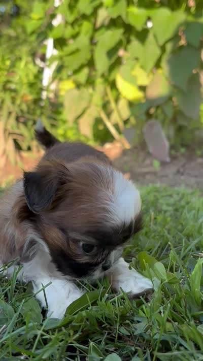 Grace, a female Shih Tzu for sale in Bonaparte, IA – 10 of 10
