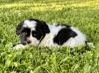 Elroy, a male Shihpoo for sale in Bonaparte, IA – 4 of 7