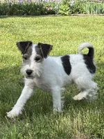 Alice, a female Wire Fox Terrier for sale in Bonaparte, IA – 3 of 10