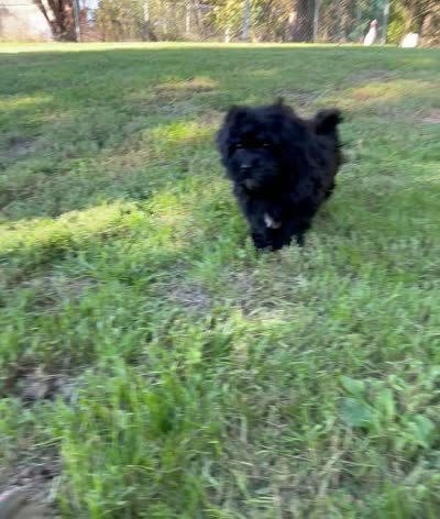 Ken, a male Shihpoo for sale in Bonaparte, IA – 7 of 10