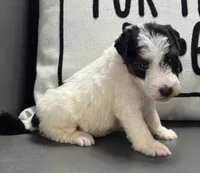 Quenby, a female Wire Fox Terrier for sale in Bonaparte, IA – 3 of 10