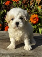 Penny, a female Maltipoo for sale in Bonaparte, IA – 4 of 10