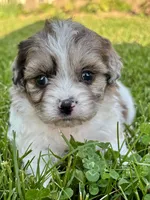 Etta, a female Shihpoo for sale in Bonaparte, IA – 3 of 6