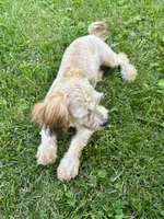 Zeke, a male Shihpoo for sale in Bonaparte, IA – 8 of 9