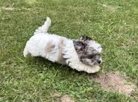 Enga, a female Shihpoo for sale in Bonaparte, IA – 8 of 10