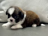 Gabe, a male Shih Tzu for sale in Bonaparte, IA – 1 of 8