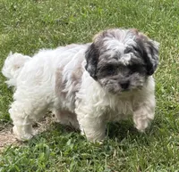 Enga, a female Shihpoo for sale in Bonaparte, IA – 7 of 10
