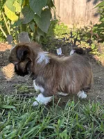 Grace, a female Shih Tzu for sale in Bonaparte, IA – 4 of 10