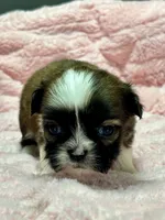 Grace, a female Shih Tzu for sale in Bonaparte, IA – 7 of 8