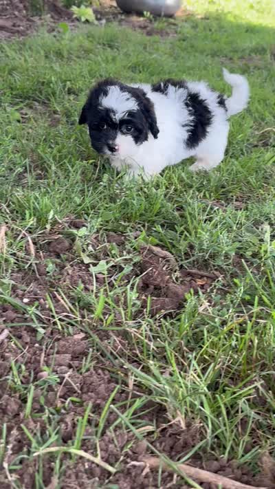 Elroy, a male Shihpoo for sale in Bonaparte, IA – 10 of 10