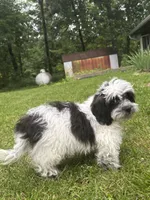 Cam, a male Shihpoo for sale in Bonaparte, IA – 8 of 10
