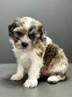 Freddie, a male Shihpoo for sale in Bonaparte, IA – 5 of 8