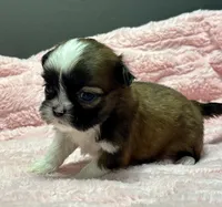 Grace, a female Shih Tzu for sale in Bonaparte, IA – 2 of 8