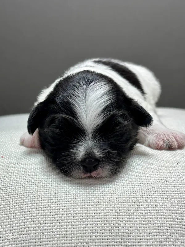 Hank – Shichon puppy for sale in Bonaparte, IA