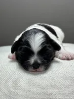 Hank, a male Shichon for sale in Bonaparte, IA – 1 of 6