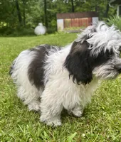 Cam, a male Shihpoo for sale in Bonaparte, IA – 5 of 10