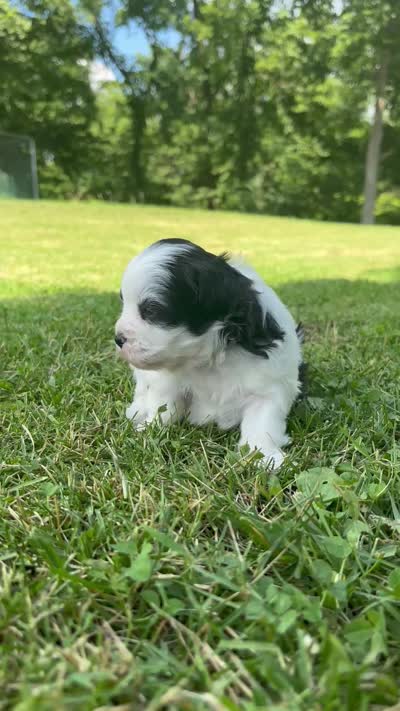 Hanna, a male Shichon for sale in Bonaparte, IA – 9 of 10