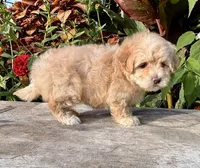 Patty, a female Maltipoo for sale in Bonaparte, IA – 9 of 10