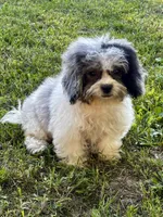 Jan, a female Shihpoo for sale in Bonaparte, IA – 4 of 9