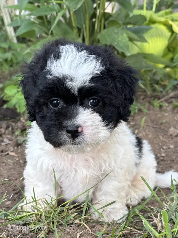 Elroy – Shihpoo puppy for sale in Bonaparte, IA