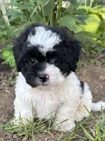 Elroy, a male Shihpoo for sale in Bonaparte, IA – 1 of 10